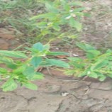 نجاح أول تجربة لزراعة السمسم في مديرية الشعيب