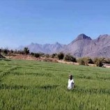 توسع زراعة القمح في شبوة وتوقعات بحصاد وفير
