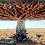 د.الخبجي: سقطرى كنز وحماية تراثها مسؤولية مشتركة