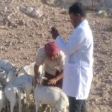 حملة بيطرية مجانية شاملة في مديرية حات بالمهرة ‏