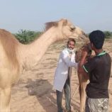 حملة بيطرية مجانية لمعالجة المواشي في حصوين