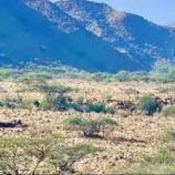 مصرع وجرح عناصر إرهابية بنيران القوات الجنوبية في مودية