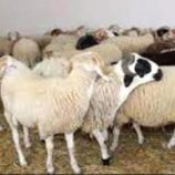 أسعار اللحوم بالعاصمة عدن اليوم الجمعة الموافق 23 مايو