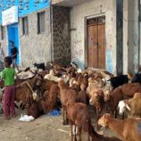 توقف معظم اهالي عدن عن شراء اضاحي العيد جراء غلاء المعيشة