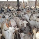 أسعار المواشي والدواجن – عدن – 4 يونيو 2025