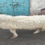 ارتفاع كبير في أسعار أضاحي العيد بعدن