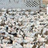 الهلال الإماراتي يدشن مشروع توزيع الأضاحي في حضرموت