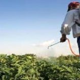 الحوثي يُجبر مكتب الزراعة على توزيع مبيدات سامة على المزارعين