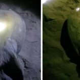 خفر السواحل بحضرموت تنقذ 6 سلاحف بحرية من النفوق داخل محمية يثمون