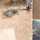 حريق يلتهم 180 نخلة و150 خلية نحل في مديرية شبام