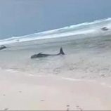 السقطري يوجه فريق وزاري لتقصي أسباب نفوق الدلافين في سقطرى