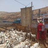 ميناء المكلا يستقبل عشرات السفن الخشبية المحملة بالأغنام القادمة من الصومال استعداداً لعيد الأضحى
