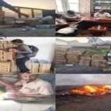 ضبط وإتلاف زيادي فاسد بكميات كبيرة في شبوة