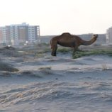 تغير المناخ الخطر الصامت الذي يهدد الأرض والجنوب