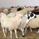 أسعار المواشي المحلية اليوم الأربعاء 9 يوليو بالعاصمة عدن