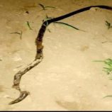 وفاة شاب في لحج إثر لدغة ثعبان