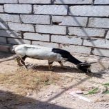 مكتب أشغال غيل باوزير يواصل حملته لضبط الأغنام السائبة