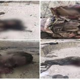 العميد نصر اليافعي: قواتنا أفشلت هجوماً إرهابياً للقاعدة في أبين وحققت انتصاراً كبيراً على عناصر الشر والإرهاب