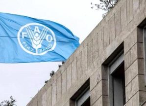 الفاو تطلب تمويلاً بقيمة 86 مليون دولار لمواجهة الأزمة الغذائية في اليمن