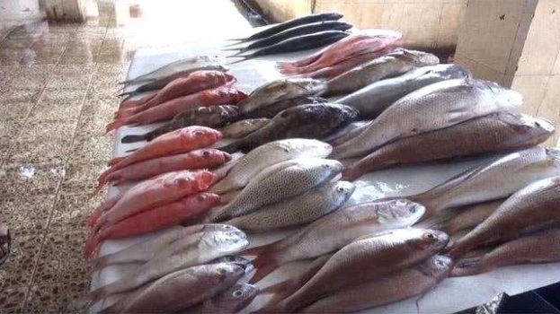 أسعار الأسماك والدجاج الطازج بمدينة سيئون وضواحيها لهذا اليوم الخميس