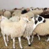 أسعار الحوم والمواشي بالعاصمة عدن اليوم الخميس 1 يناير 2026م