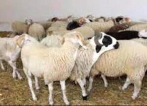 أسعار الحوم والمواشي بالعاصمة عدن اليوم الخميس 1 يناير 2026م