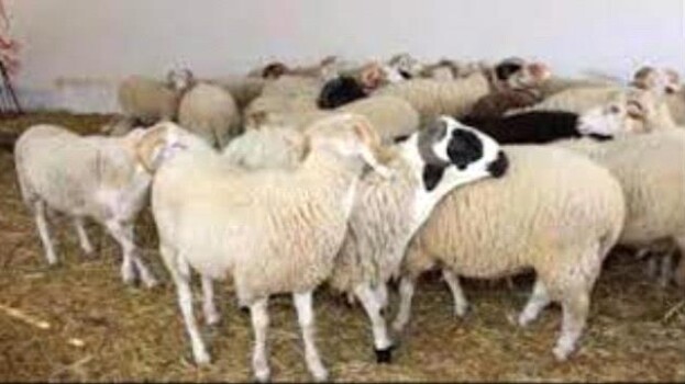 أسعار الحوم والمواشي بالعاصمة عدن اليوم الخميس 1 يناير 2026م