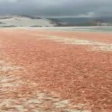 تحذيرات بيئية بعد نفوق واسع للربيان في سواحل أرخبيل سقطرى