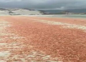 تحذيرات بيئية بعد نفوق واسع للربيان في سواحل أرخبيل سقطرى