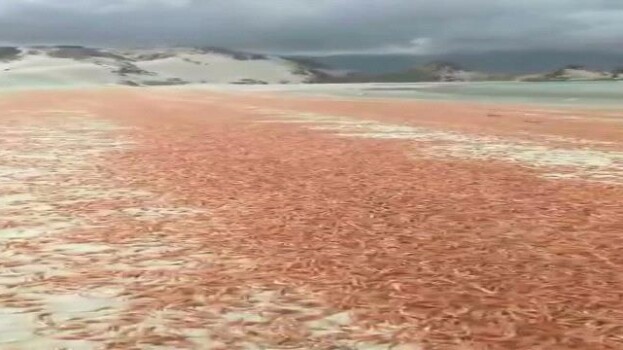 تحذيرات بيئية بعد نفوق واسع للربيان في سواحل أرخبيل سقطرى