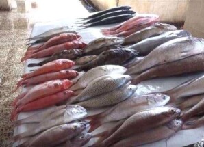 أسعار الأسماك اليوم في العاصمة عدن