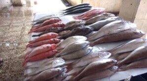 أسعار الأسماك اليوم في العاصمة عدن