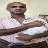 مناشدة إنسانية لدعم ملجأ خيري للقطط في مديرية المنصورة
