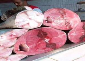 أسعار الأسماك ليوم السبت بوادي حضرموت