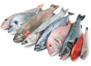 أسعار الأسماك والدجاج الطازج بمدينة سيئون وضواحيها لهذا اليوم الأحد