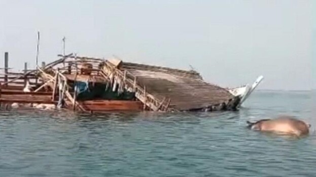 غرق سفينة قادمة من الصومال محمّلة بالمواشي قبالة سواحل رأس العارة