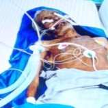 اعتداء على مسن في الحديدة بزعم الإفطار يؤدي إلى وفاته