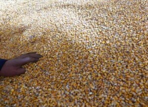 إغلاق هرمز يهدد سلاسل إمداد الحبوب عالمياً