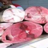 أسعار الأسماك الطازجة المتداولة في مدينة سيؤون حسب محلات الطوعري للأسماك لهذا اليوم الخميس 05 مارس 2026م