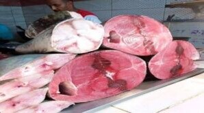 انتعاش حركة بيع الأسماك والدواجن في سيئون.. وإعلان أسعار اليوم من محلات الطوعري