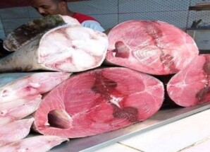 استقرار نسبي في أسعار الأسماك والدواجن بمدينة سيئون اليوم الثلاثاء 31 مارس 2026م