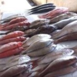 أسعار الأسماك الطازجة المتداولة في مدينة سيؤون حسب محلات الطوعري للأسماك لهذا اليوم الخميس 09 أبريل 2026م