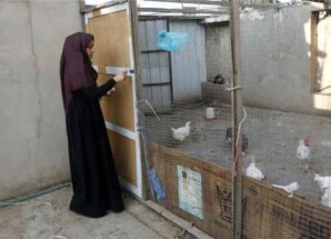 تراجع مقلق في مبيعات الدواجن رغم استقرار أسعارها